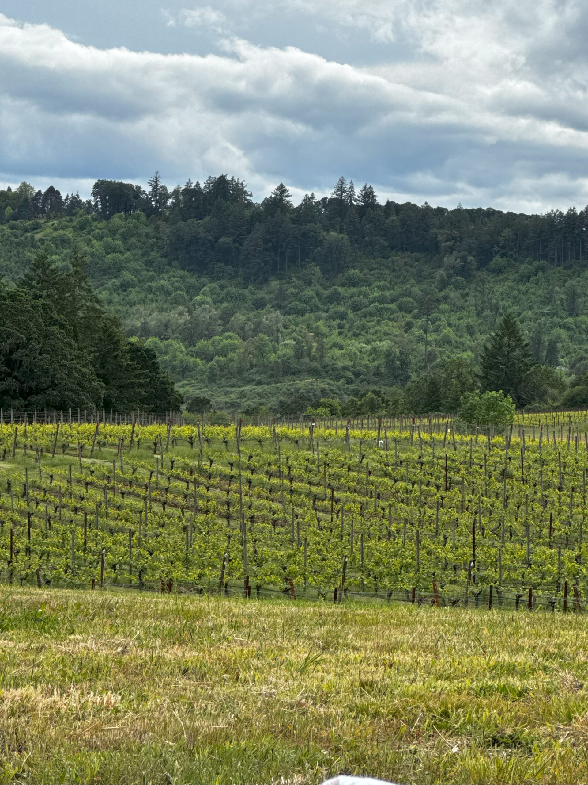 Why Ribbon Ridge AVA Is Oregon’s Best-Kept Secret for Pinot Noir